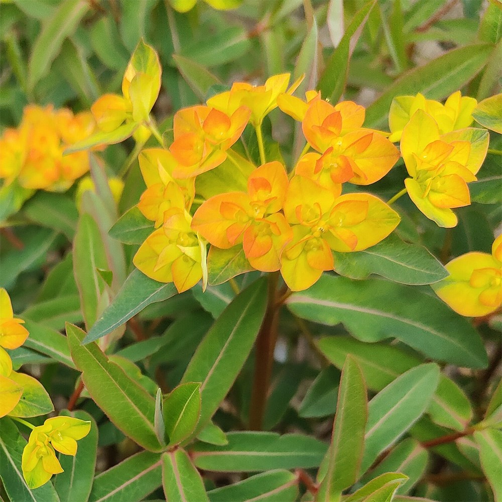 Euphorbia Walberton's Embers Glow | Spurge