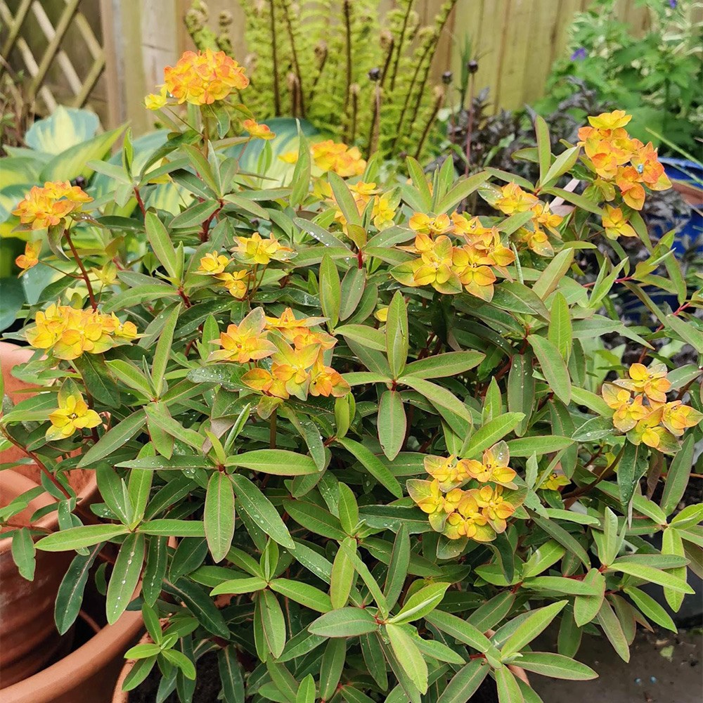 Euphorbia Walberton's Embers Glow | Spurge