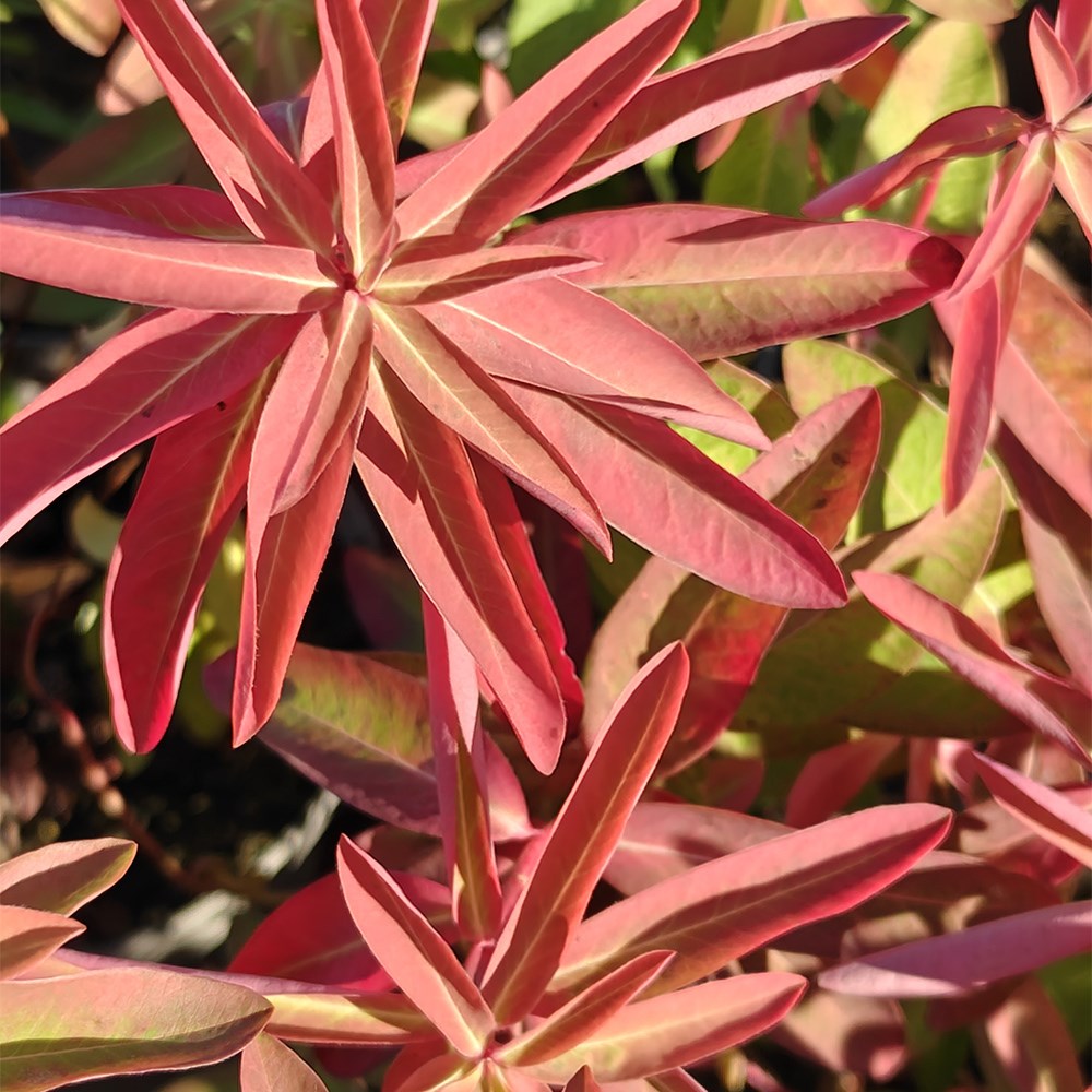 Euphorbia Walberton's Embers Glow | Spurge