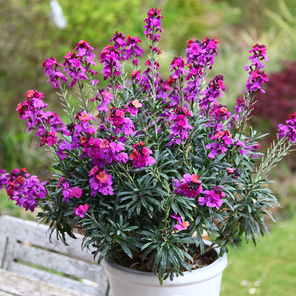 Erysimum Colour Vibe Purple | Perennial Wallflower