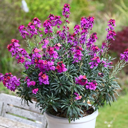 Erysimum Colour Vibe Purple (PBR)