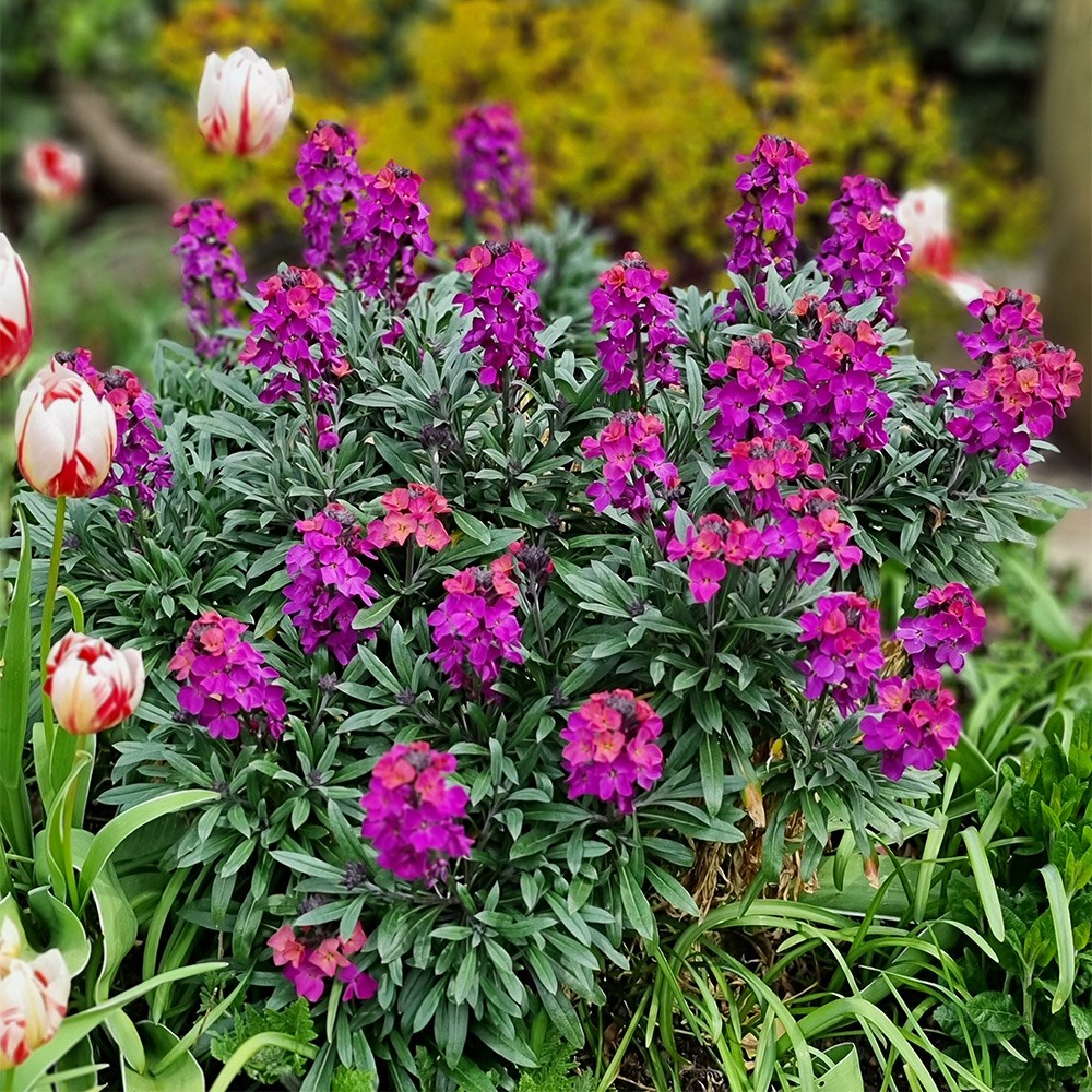 Erysimum Colour Vibe Purple | Perennial Wallflower