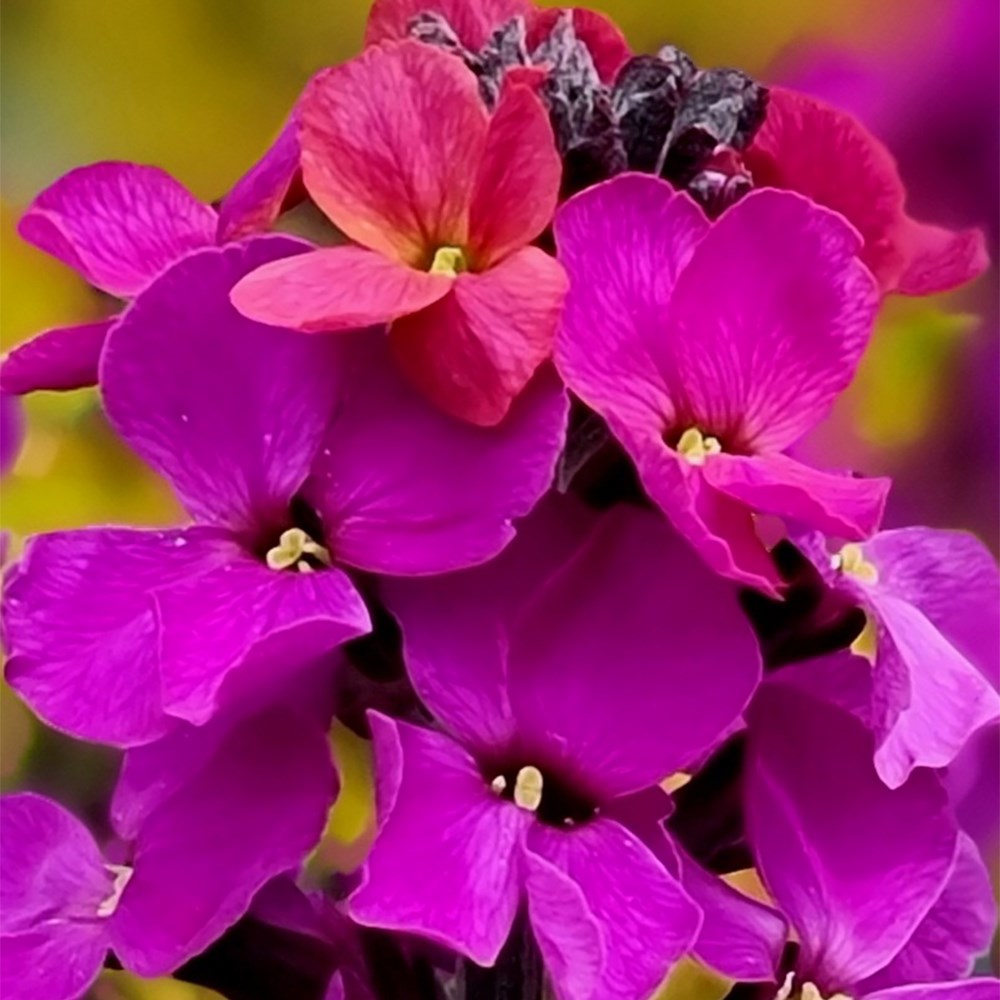 Erysimum Colour Vibe Purple | Perennial Wallflower