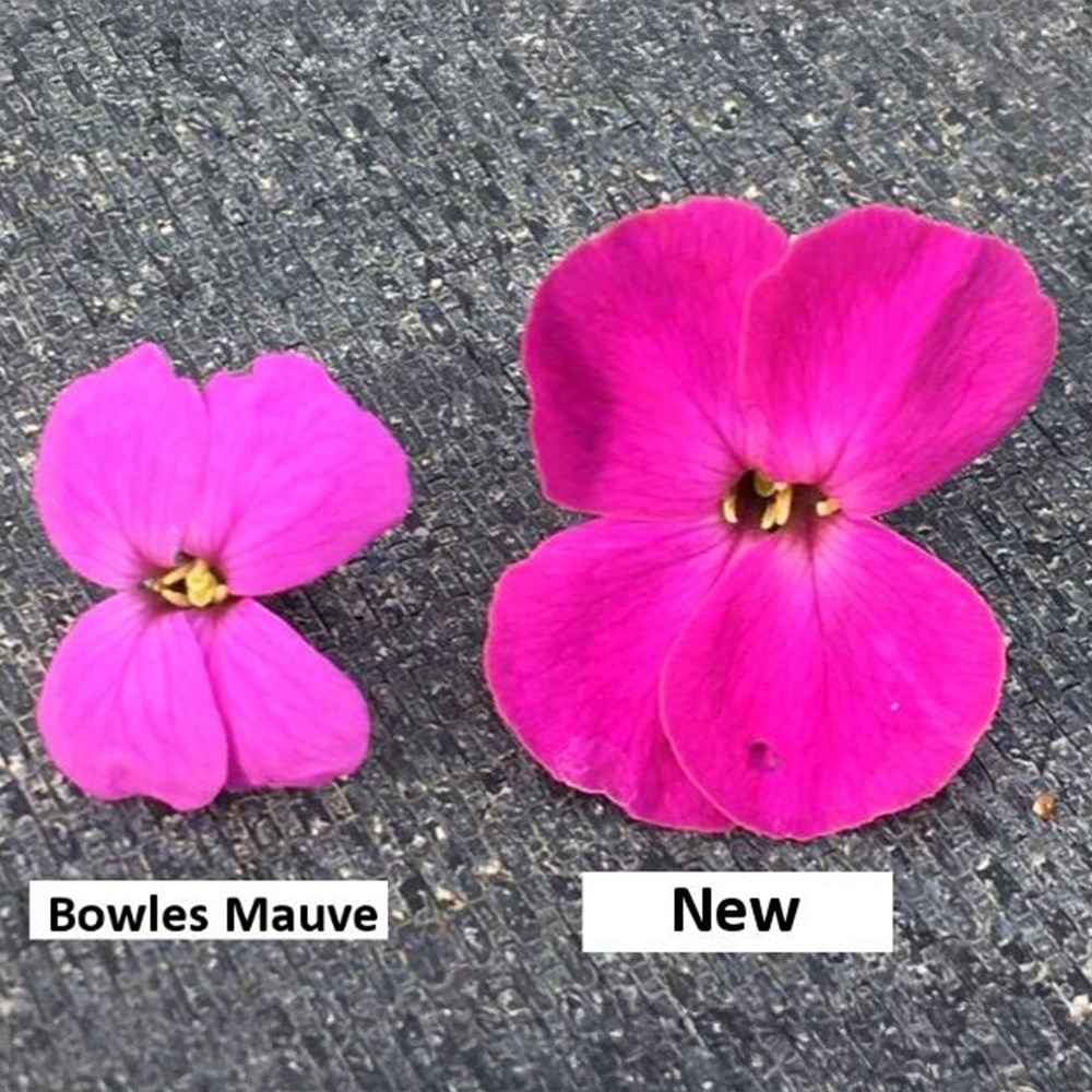 Erysimum Colour Vibe Purple | Perennial Wallflower