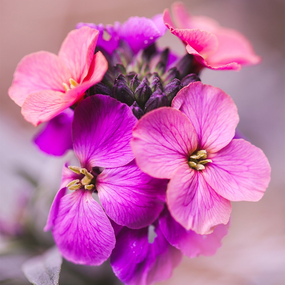 Erysimum Constant Cheer | Perennial Wallflower