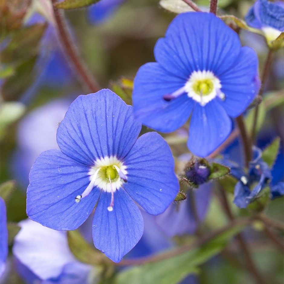 Veronica Umbrosa Georgia Blue | Speedwell