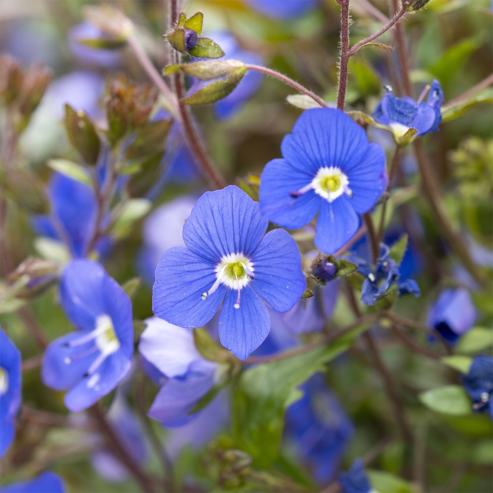 Veronica Umbrosa Georgia Blue | Speedwell