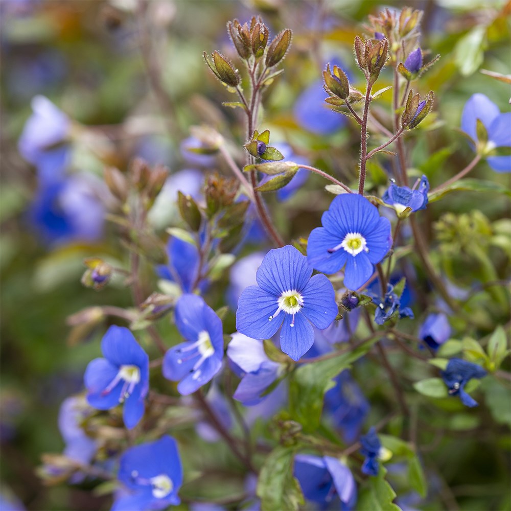 Veronica Umbrosa Georgia Blue | Speedwell