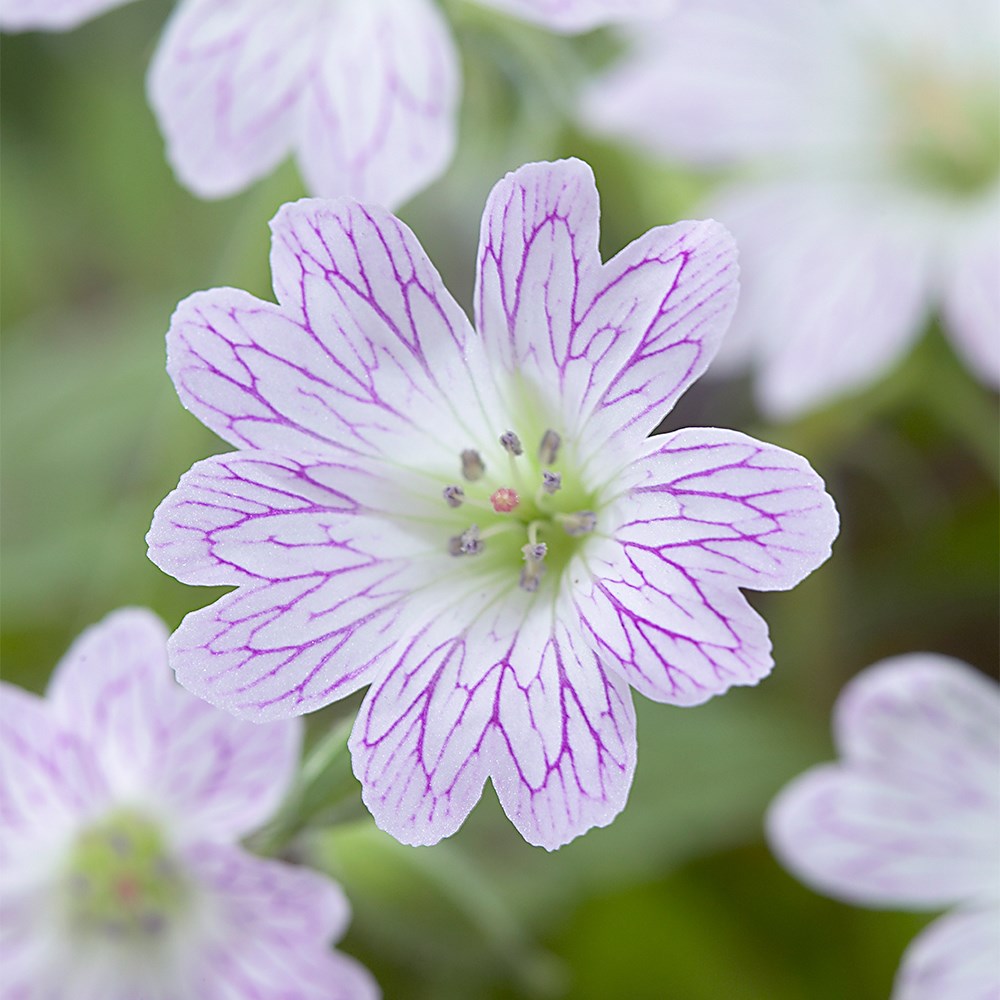 Geranium × Oxonianum Katherine Adele | Cranesbill