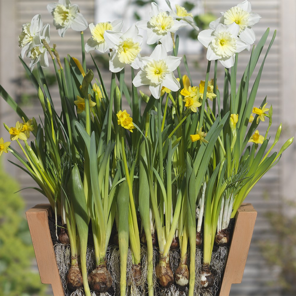 Bulbs For Pots - Creams & Yellows | Bulb Lasagne Collection