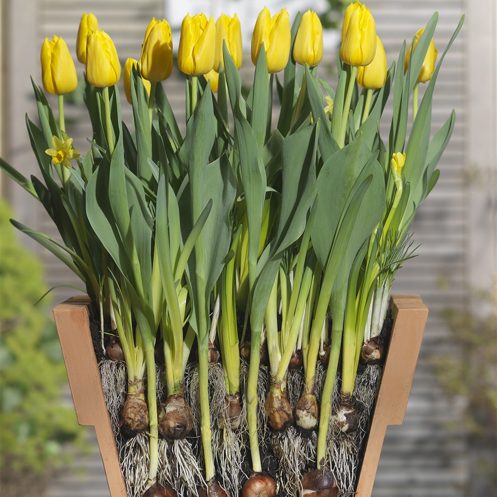 Bulbs For Pots - Creams & Yellows | Bulb Lasagne Collection