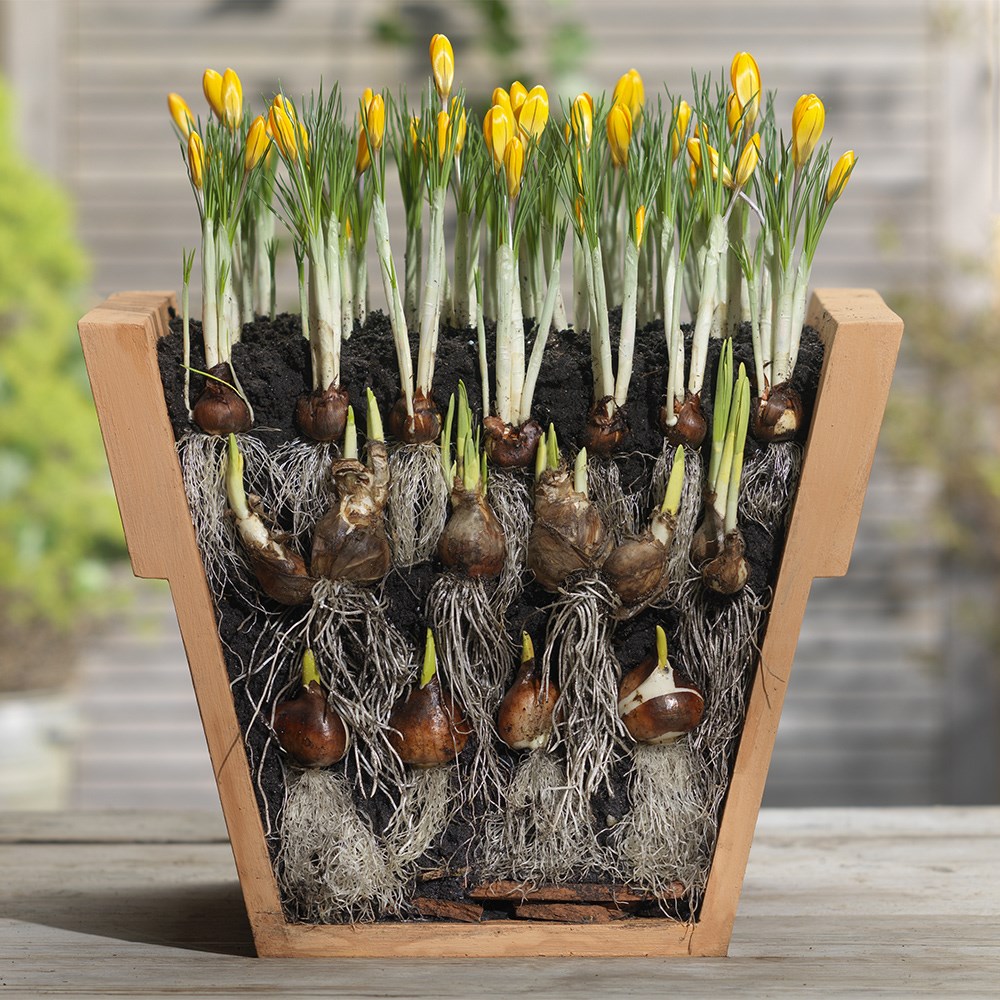 Bulbs For Pots - Creams & Yellows | Bulb Lasagne Collection