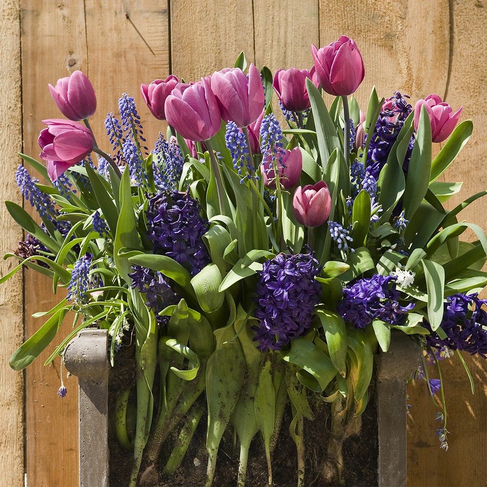 Bulbs For Pots - Rich Blues | Bulb Lasagne Collection