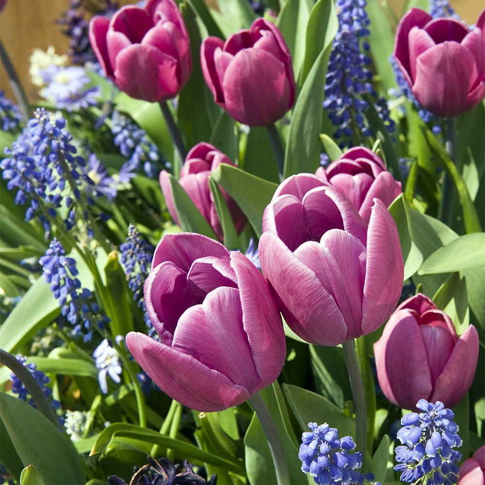 Bulbs For Pots - Rich Blues | Bulb Lasagne Collection