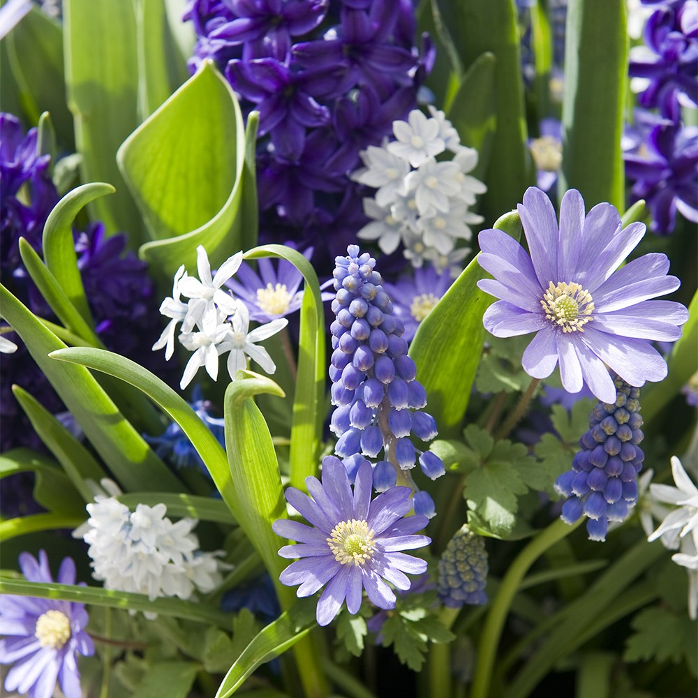 Bulbs For Pots - Rich Blues | Bulb Lasagne Collection