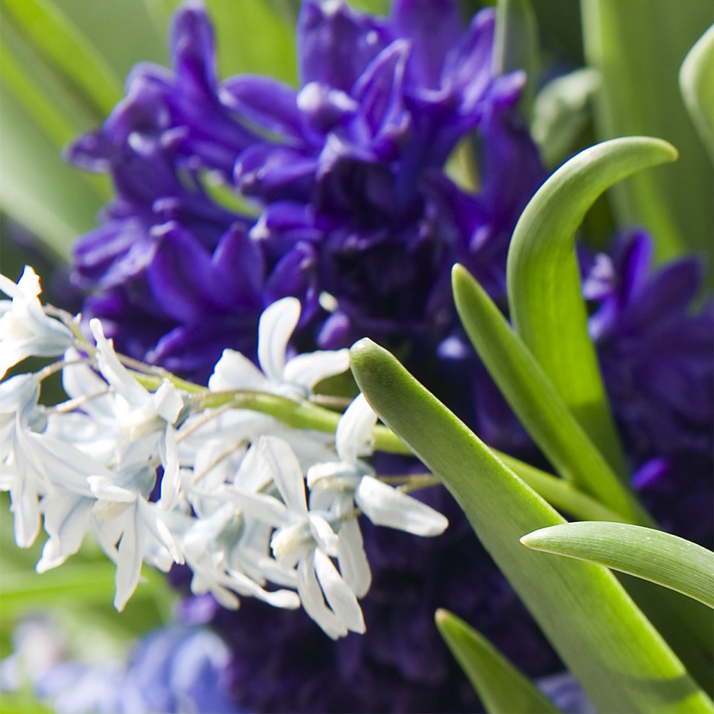 Bulbs For Pots - Rich Blues | Bulb Lasagne Collection