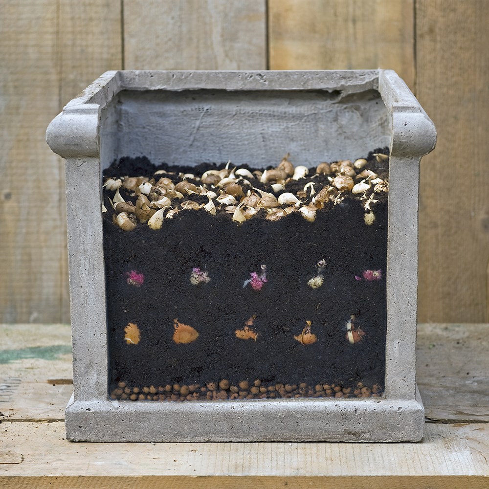 Bulbs For Pots - Rich Blues | Bulb Lasagne Collection