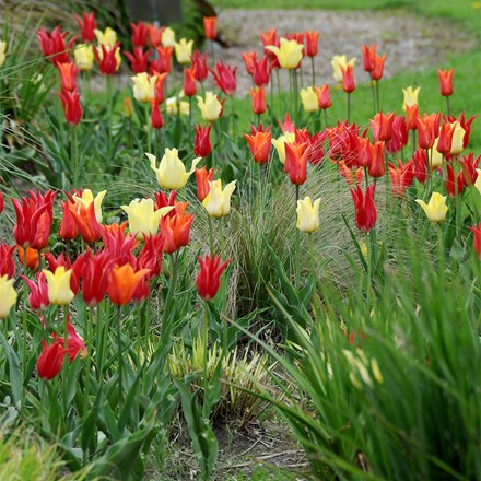 Oranges And Lemons Lily Tulip Collection