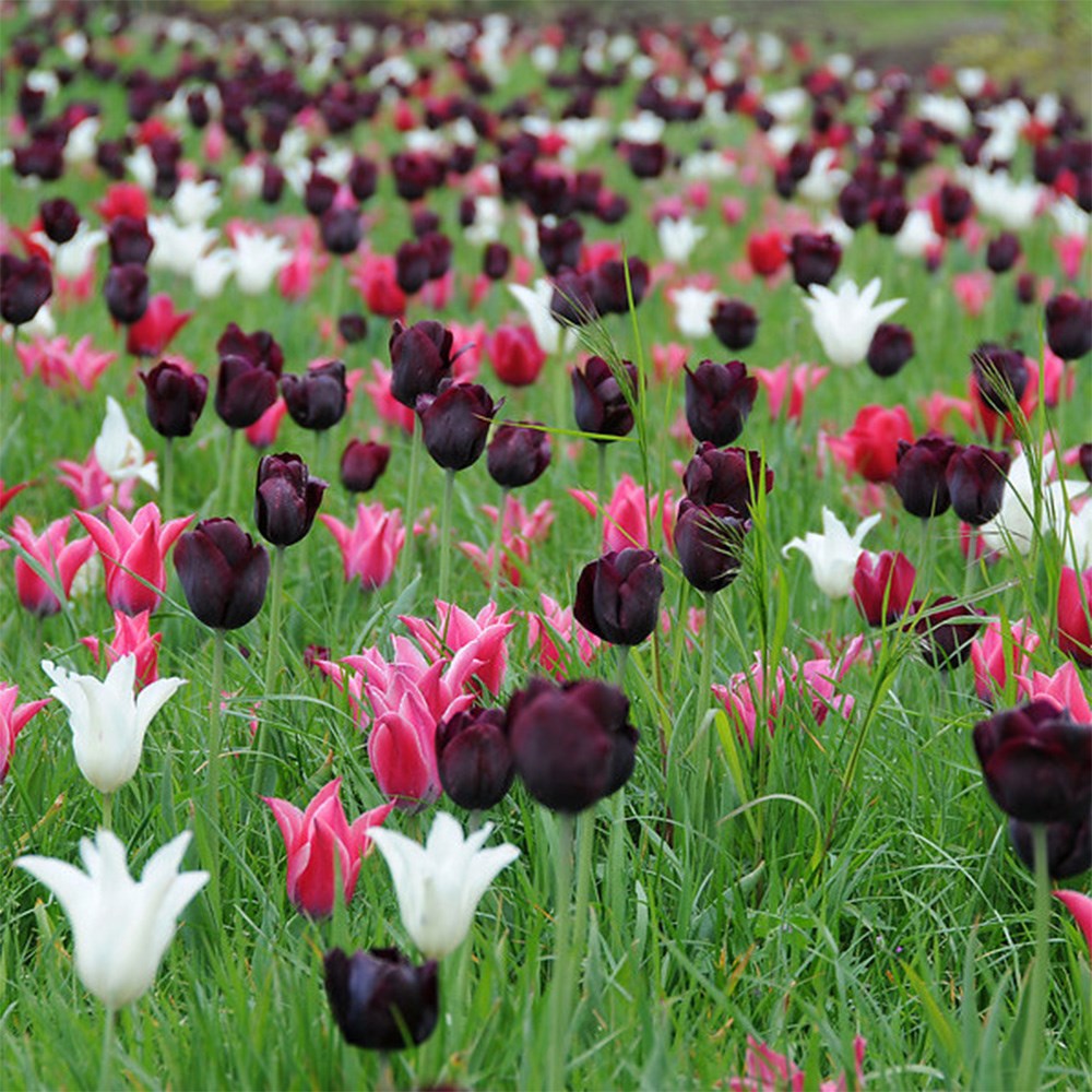 Neapolitan Tulip Collection