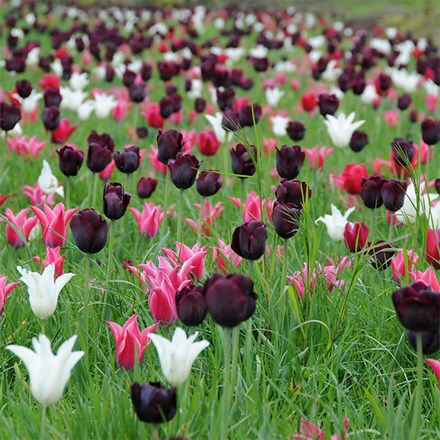 Neapolitan Tulip Collection