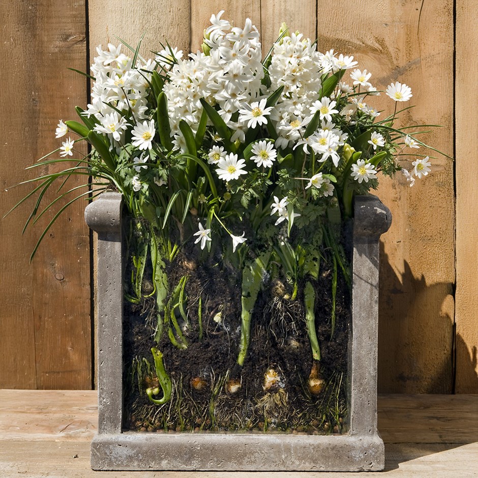 Bulb lasagne collection for pots - ice whites