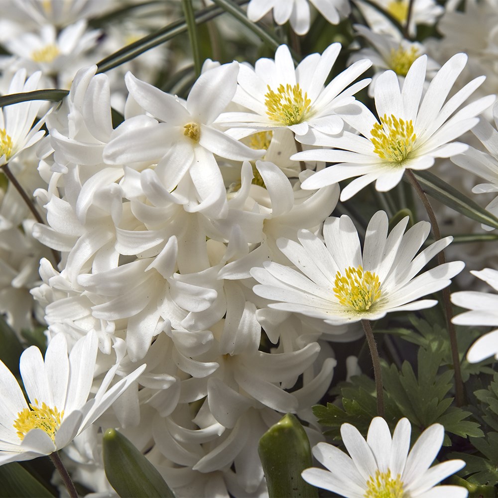 Bulb lasagne collection for pots - ice whites