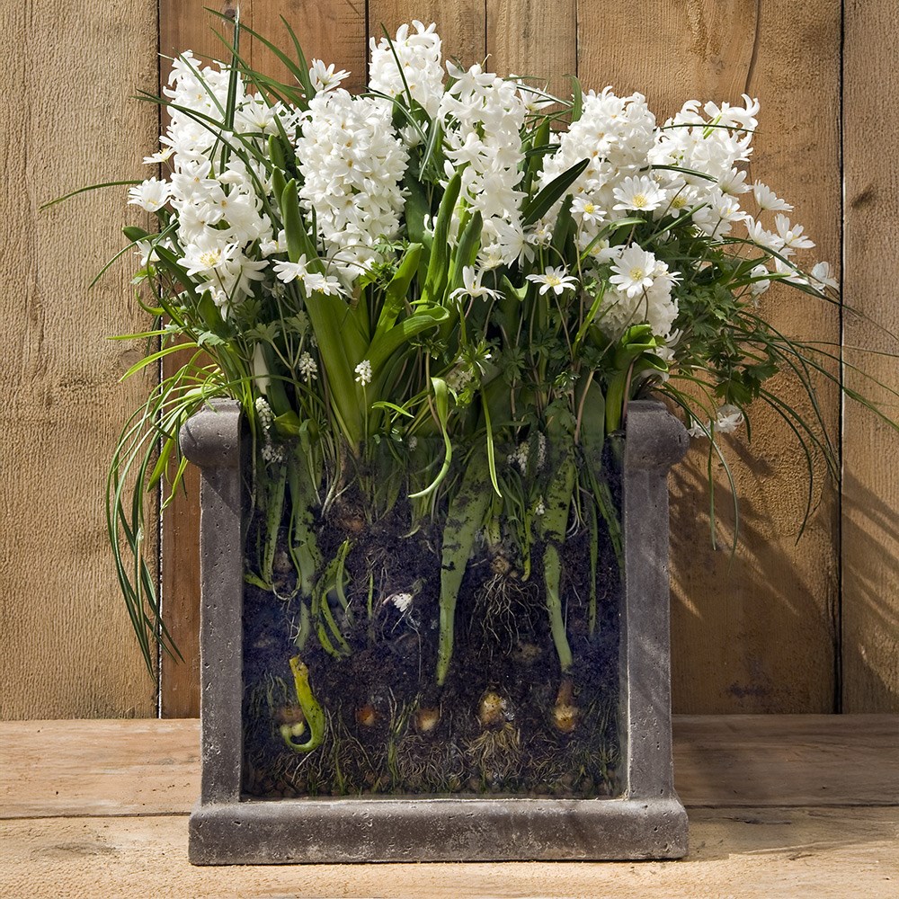 Bulb lasagne collection for pots - ice whites