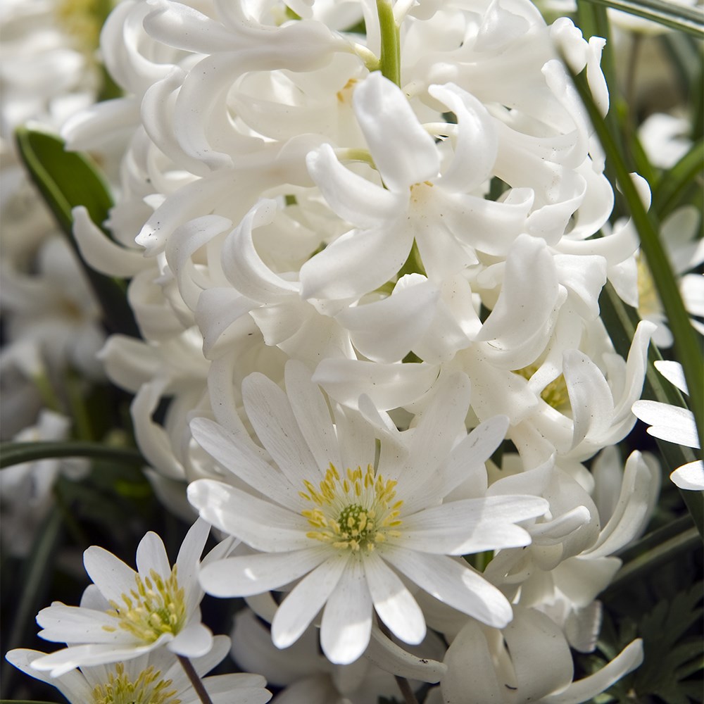 Bulb lasagne collection for pots - ice whites