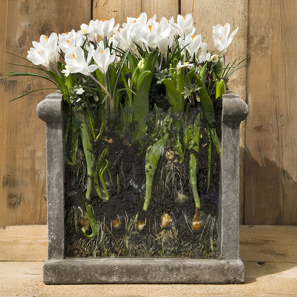 Bulb lasagne collection for pots - ice whites