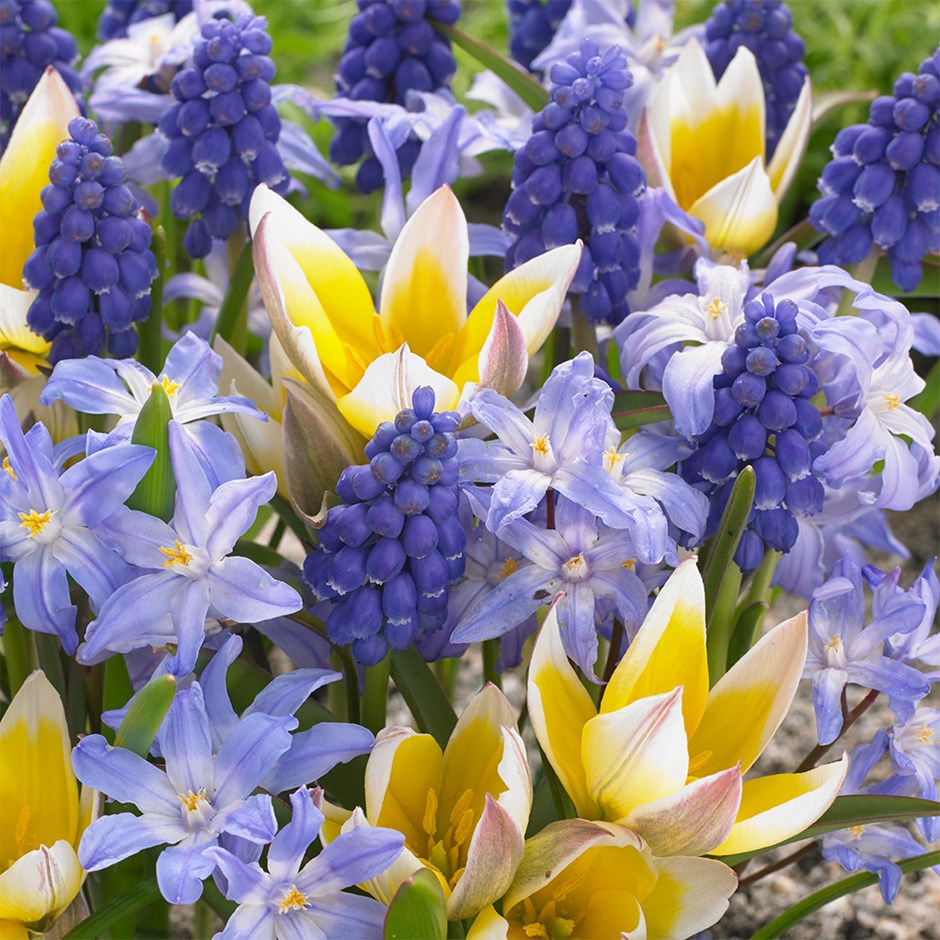 Award-winning spring carpet collection