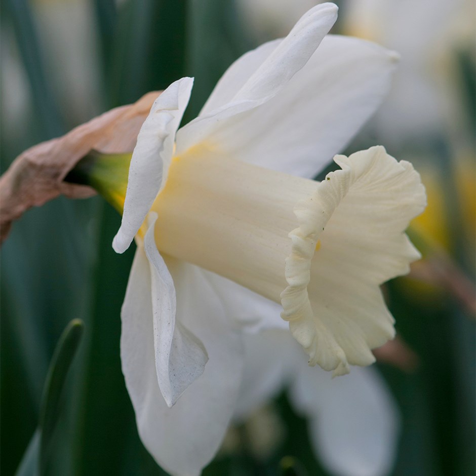 Narcissus Mount Hood | Daffodil