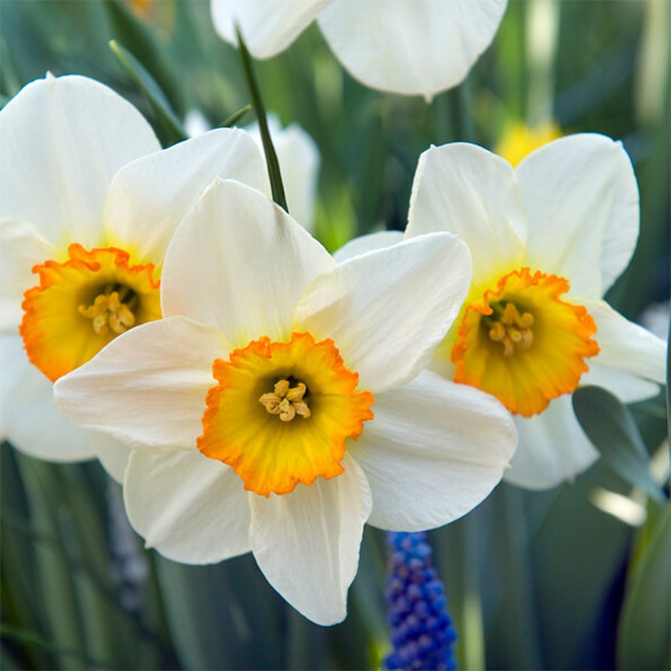 Narcissus Flower Record | Large Cupped Daffodil