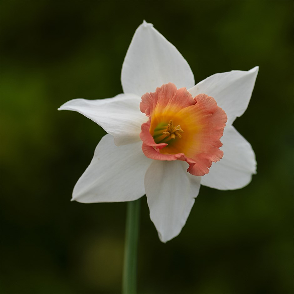 Narcissus Pastel Gem | Large-Cupped Daffodil