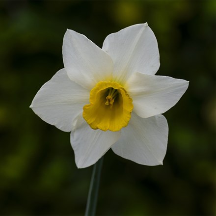 Narcissus Anniversary Gift | Large Cupped Daffodil