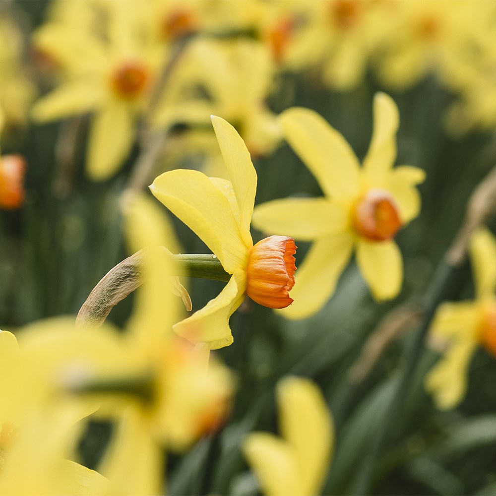 Narcissus Birma | Daffodil