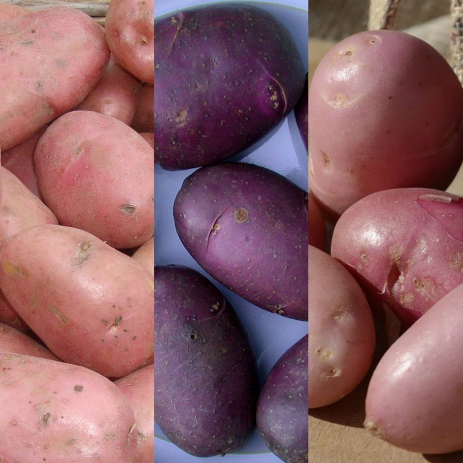 Sarpo Blight Resistant Potato Collection
