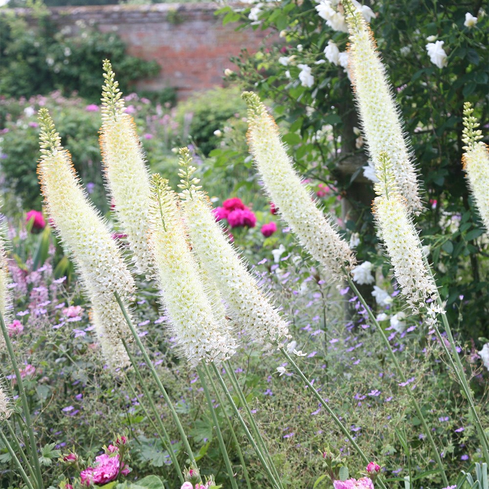 Eremurus Line Dance | Foxtail Lily
