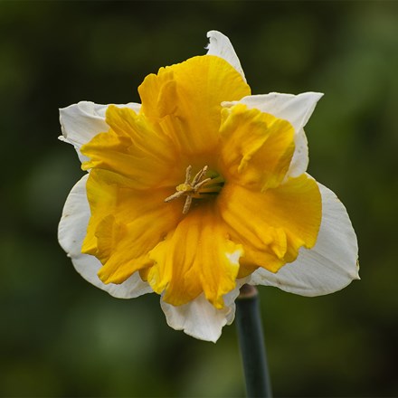 Narcissus Orangery | Split-Corona Daffodil