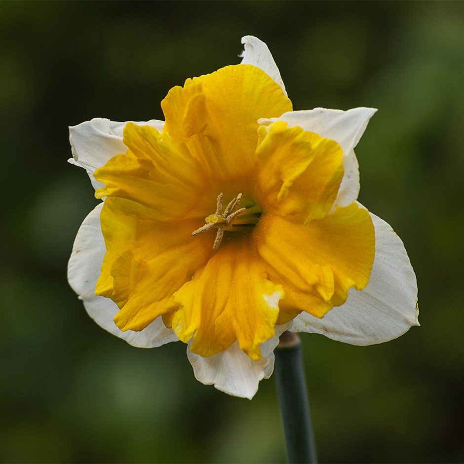 Narcissus Orangery | Split-Corona Daffodil