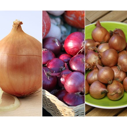Award-Winning Onion And Shallot Collection | Rhs Agm Onion Collection
