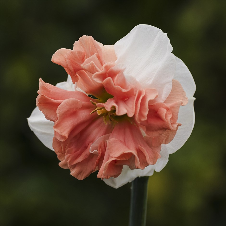 Narcissus Night Life | Large Cupped Daffodil