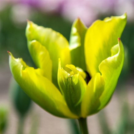 Tulipa Formosa | Viridiflora Tulip