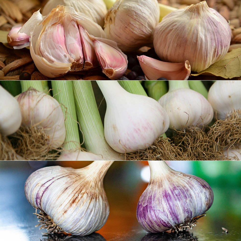Connoisseurs Garlic Collection For Autumn Planting