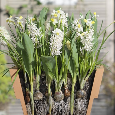 Bulbs For Pots - Cool Whites | Bulb Lasagne Collection