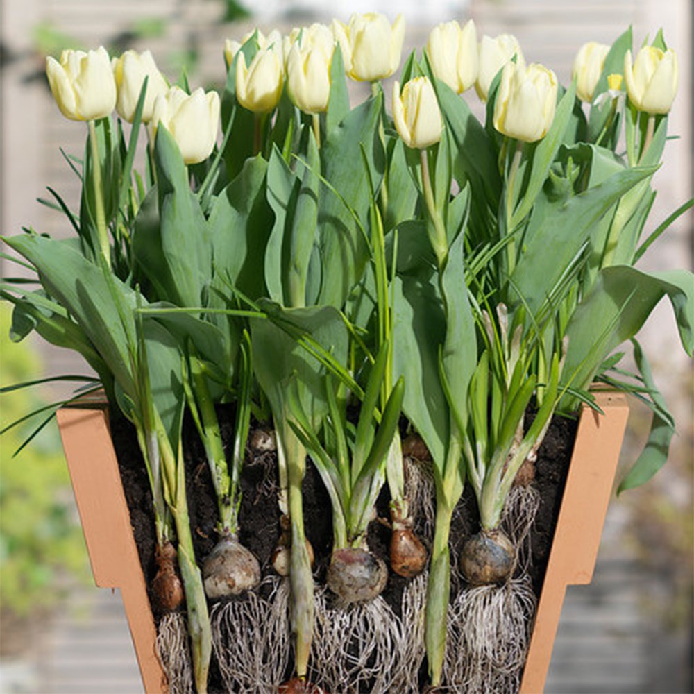 Bulbs For Pots - Cool Whites | Bulb Lasagne Collection