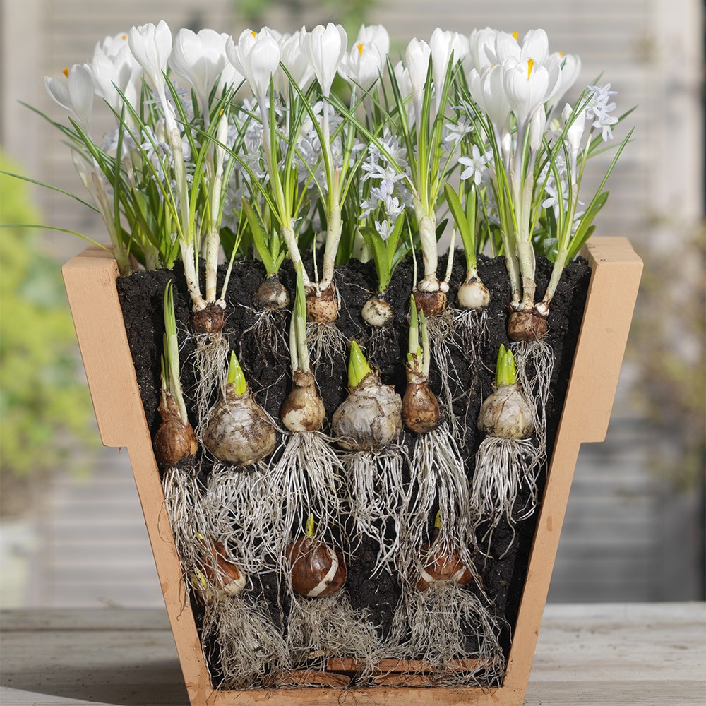 Bulbs For Pots - Cool Whites | Bulb Lasagne Collection