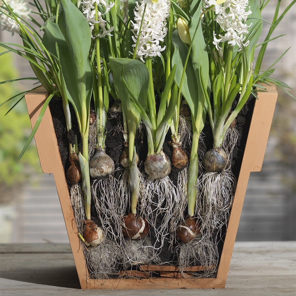 Bulbs For Pots - Cool Whites | Bulb Lasagne Collection