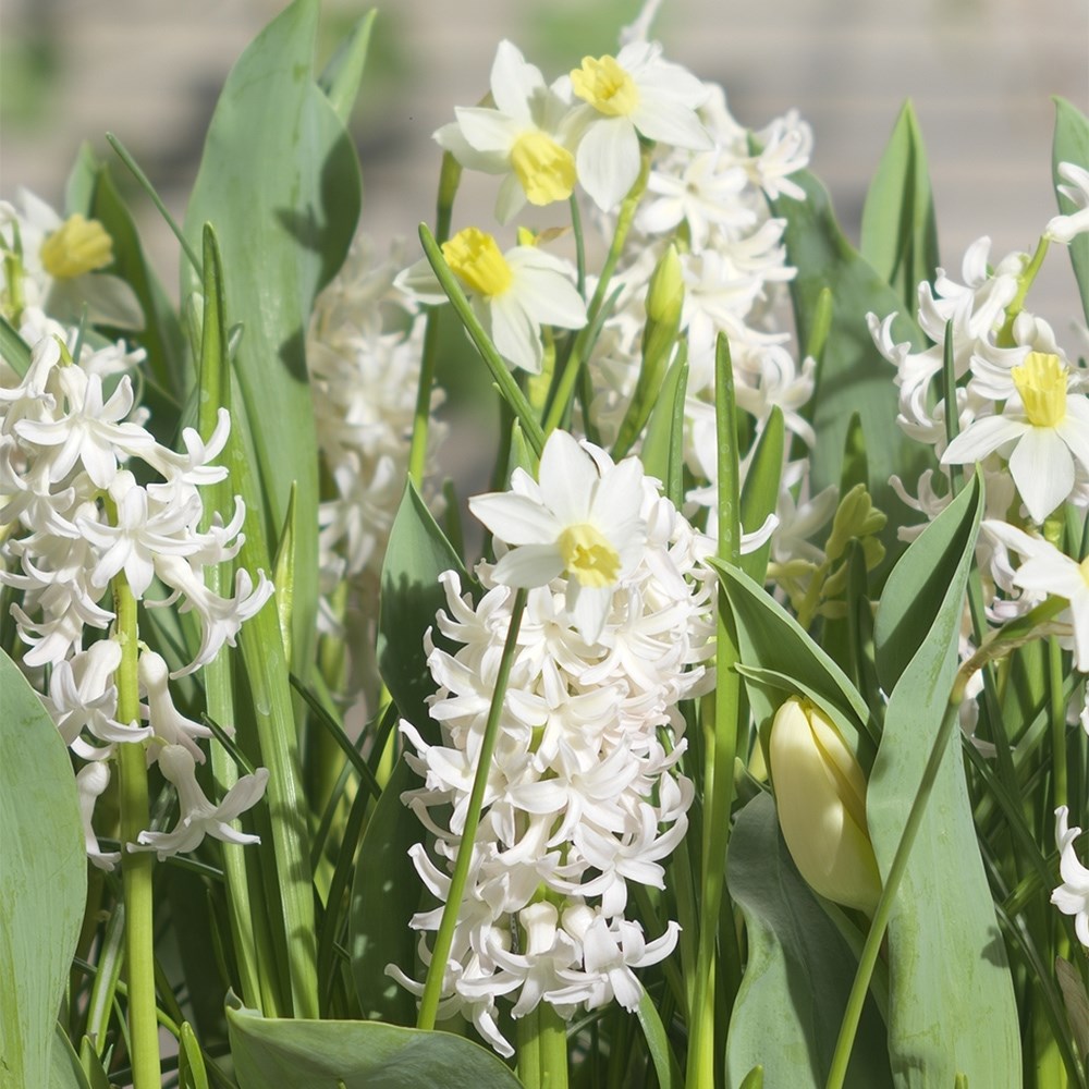 Bulbs For Pots - Cool Whites | Bulb Lasagne Collection