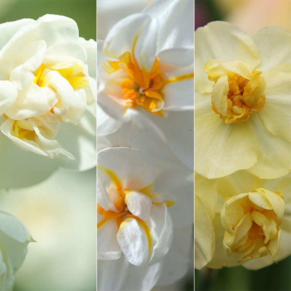 Award-Winning Fragrant Multi-Headed Daffodils