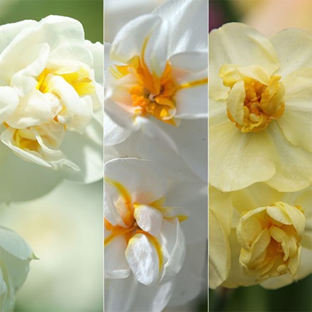 Award-Winning Fragrant Multi-Headed Daffodils